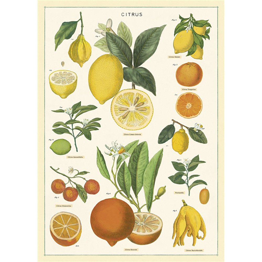 Illustrated oranges, lemons and limes