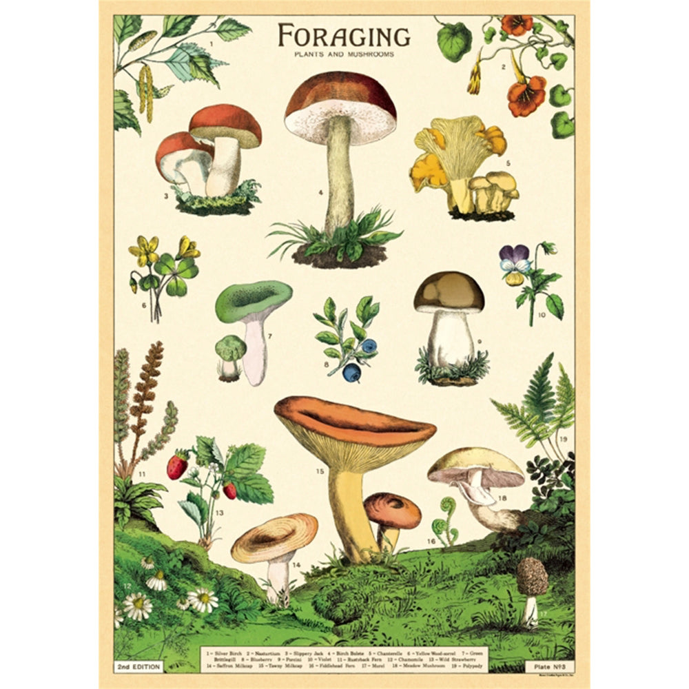 Poster of illustrated mushrooms and plants