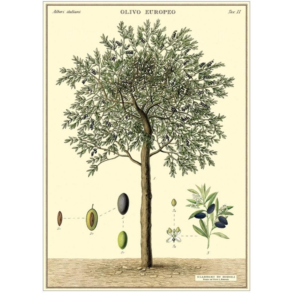 Botanical Poster of an olive tree and olives