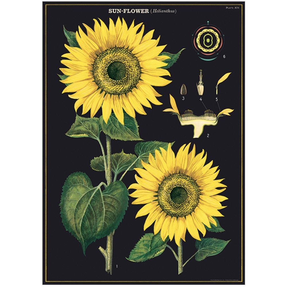 Botanical image of a sunflower on black background