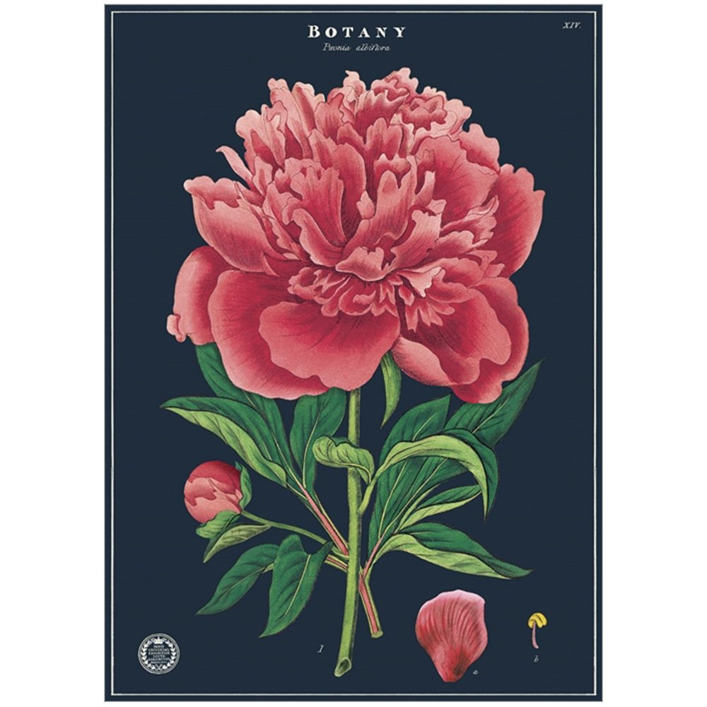 Vintage Botany Peony Poster