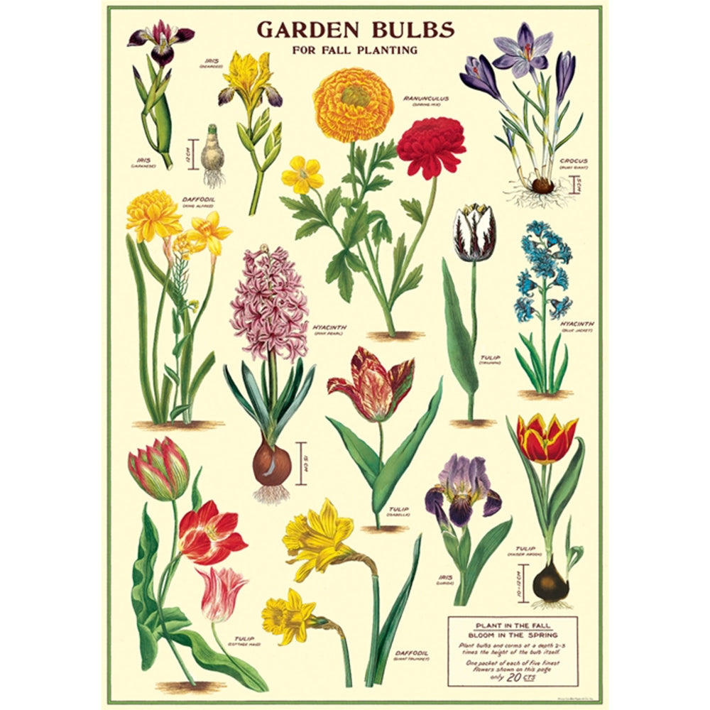 Botanical poster of garden bulbs