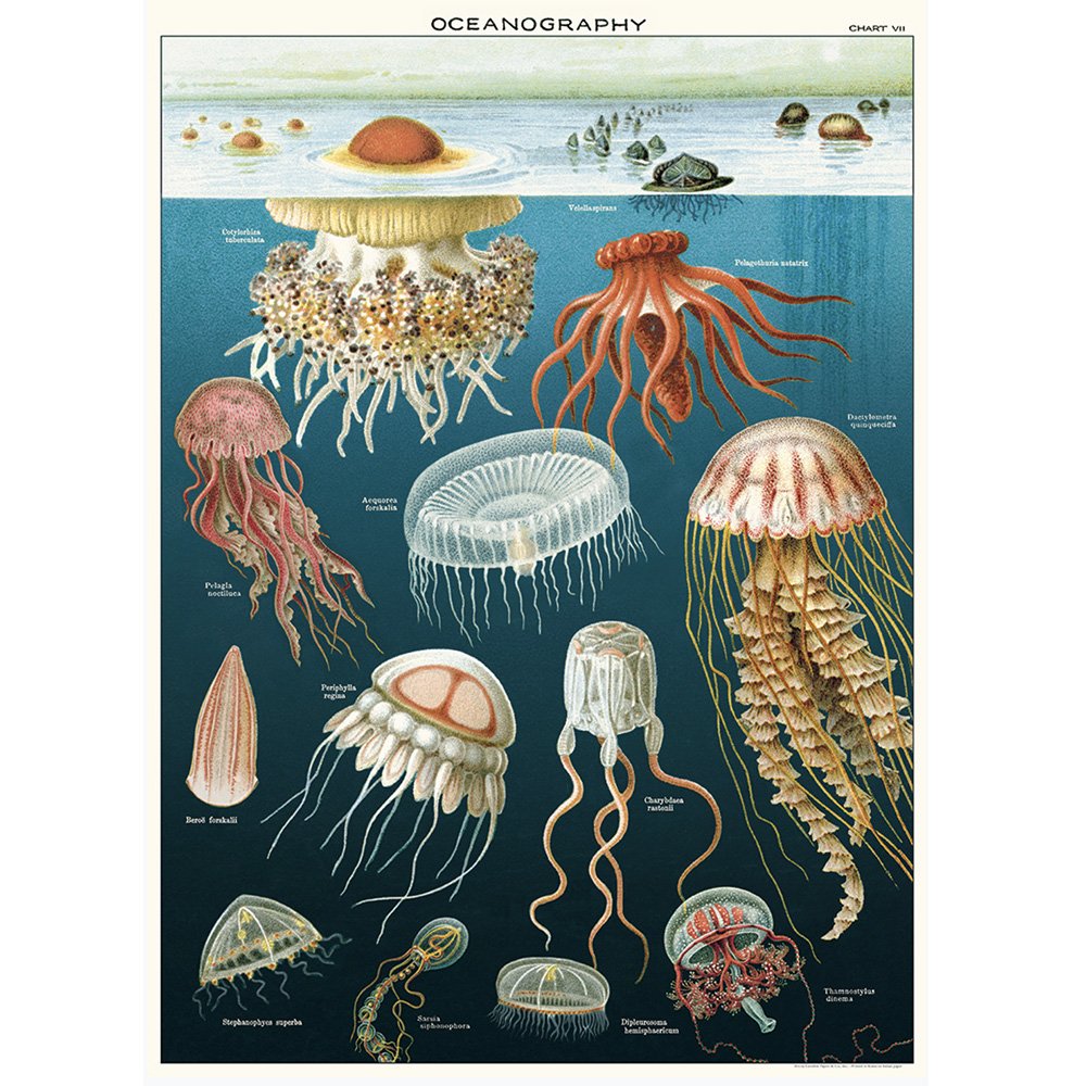 Natural history style poster of jelly fish