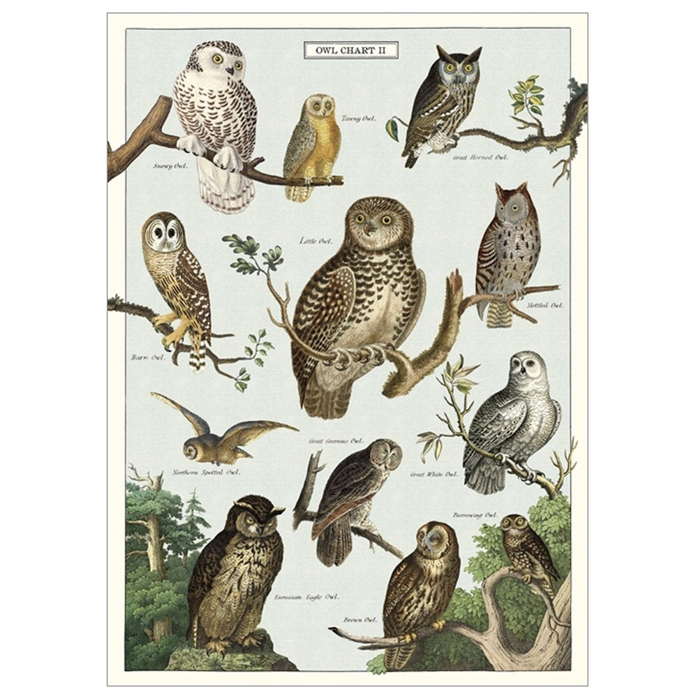 Natural history style poster on owl breeds