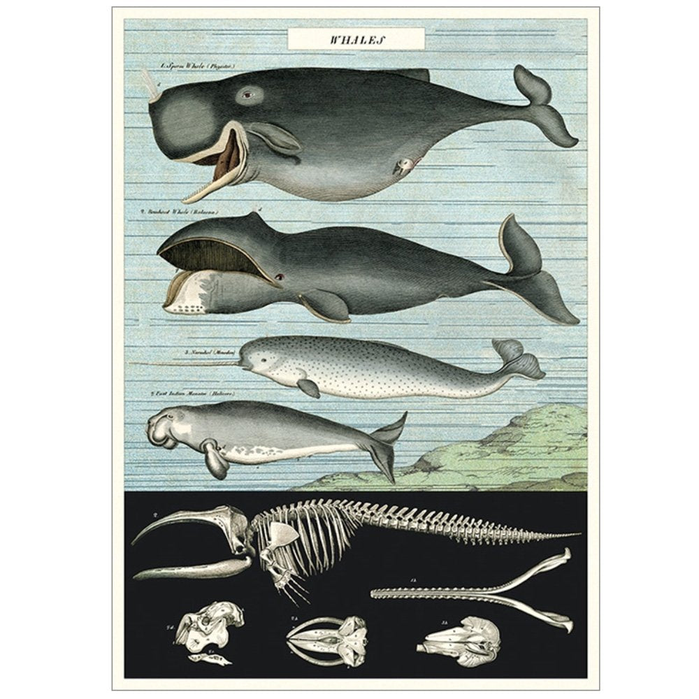 natural history study of different whale breeds