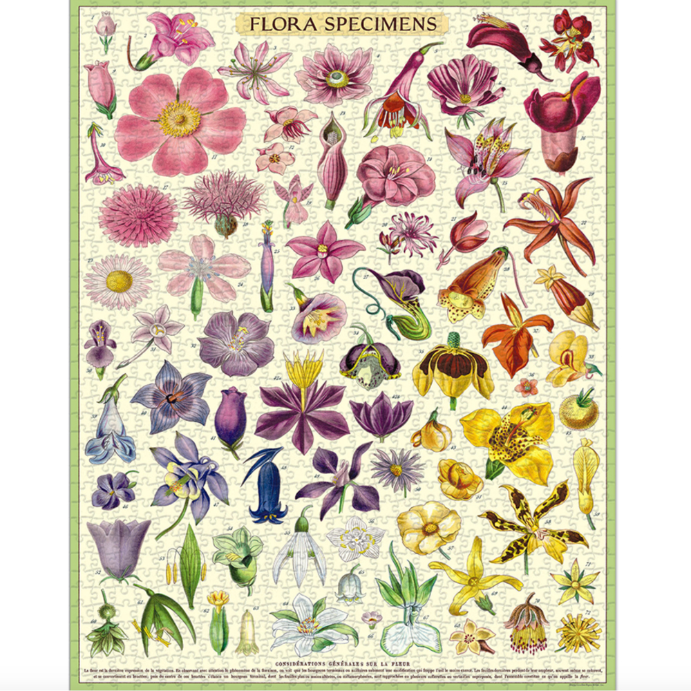 Illustration of various floral specimens with a 'Flora Specimens' label at the top.