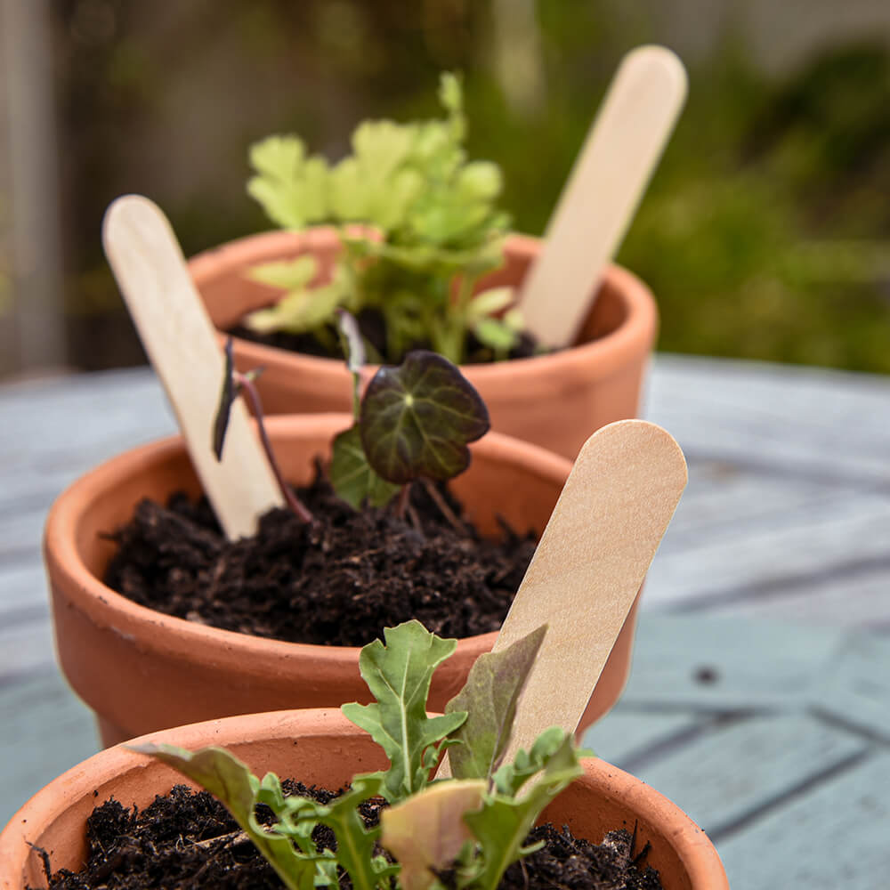 Wooden plant labels in plant pots with seedlings