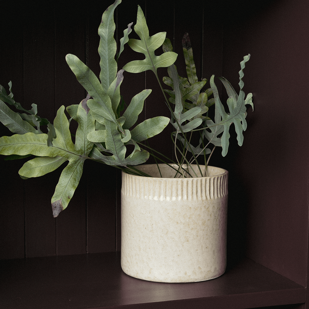 Fern plant in a white pot on a dark surface with a dark background