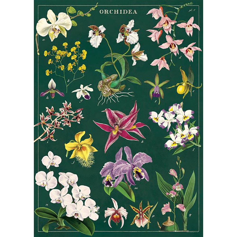 Cavallini poster of the different varieties of the orchid on a dark green background