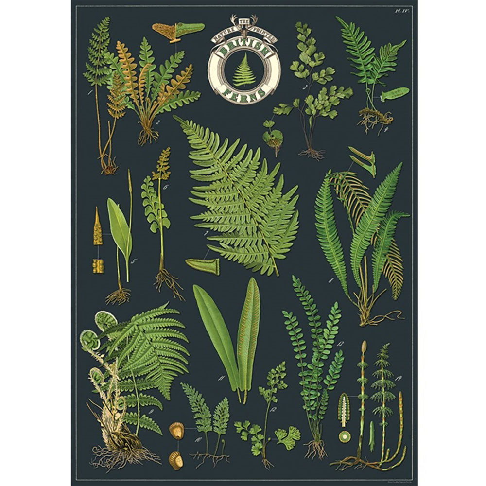 cavallini poster featuring british ferns against a dark blue background