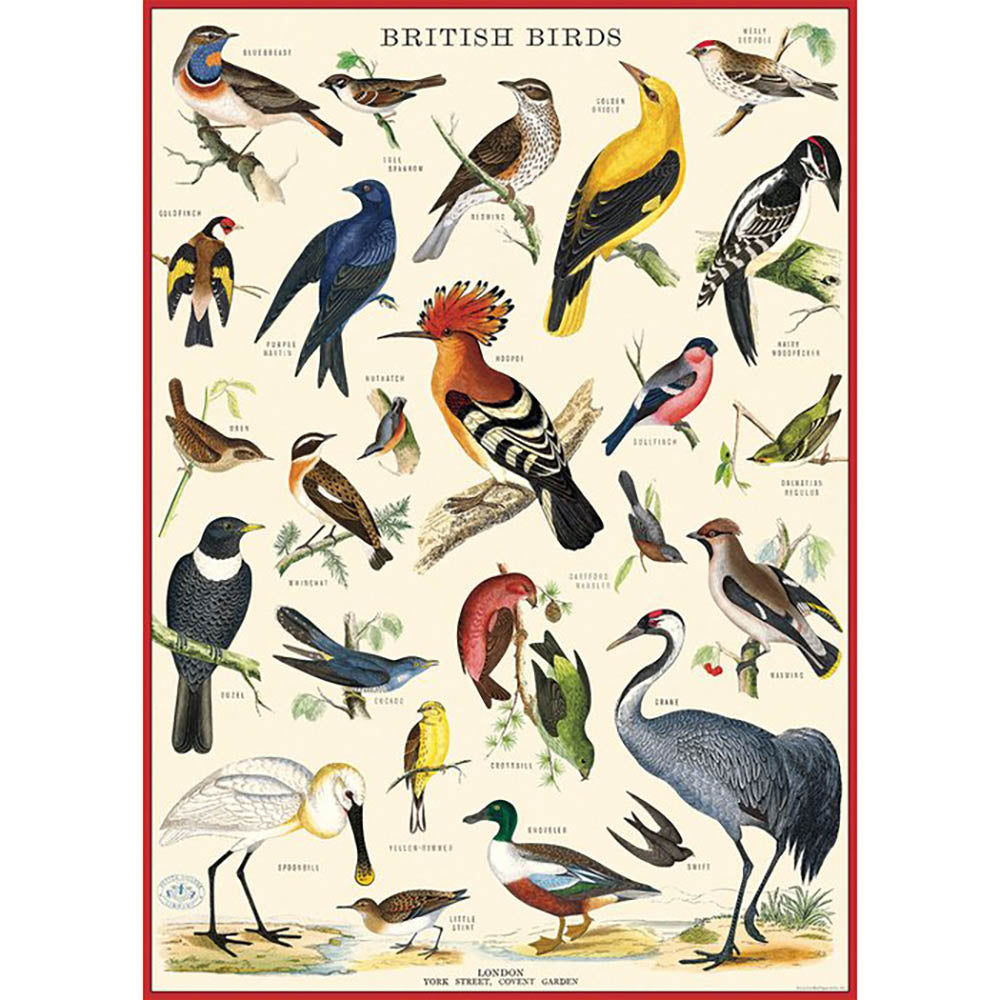 Cavallini poster of British birds on an off-white background with a red border