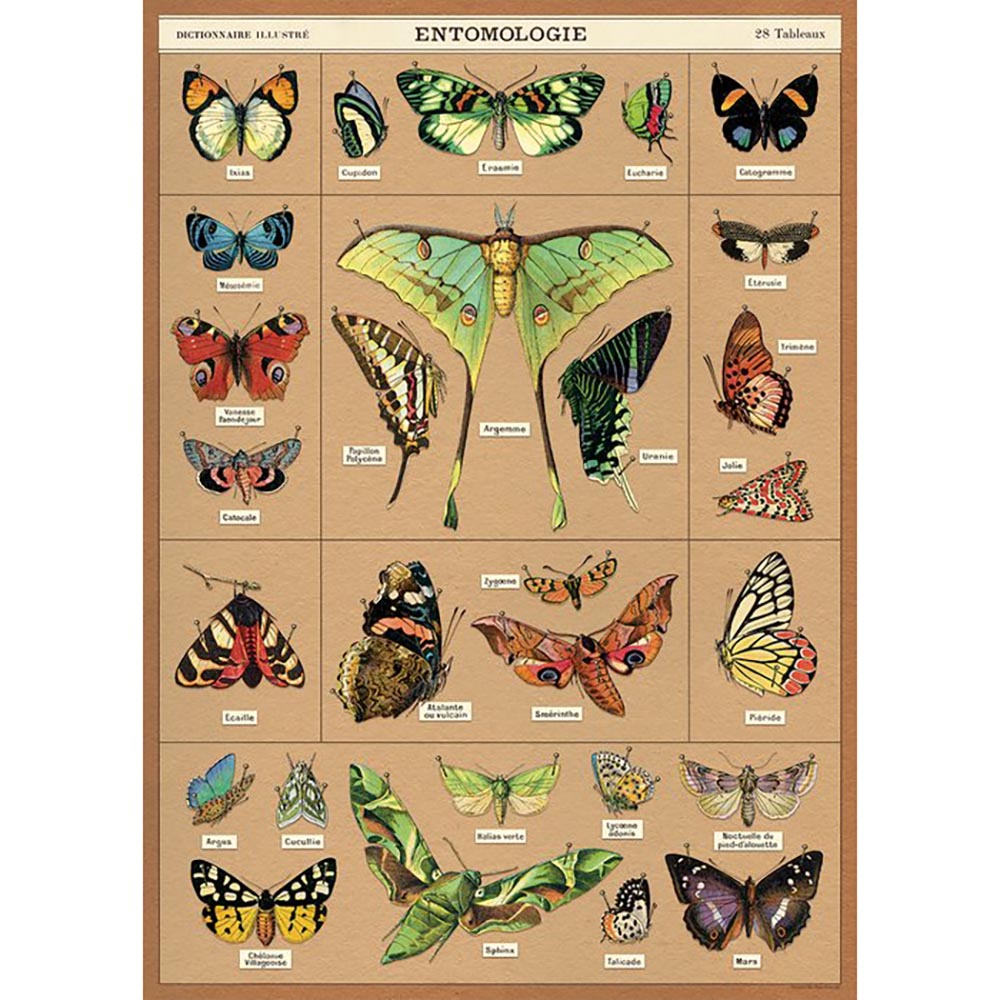 Cavallini poster of butterflies and moths on a pale brown background