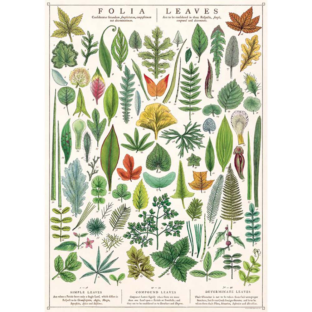 Cavallini poster of the different leaves of trees and plants on an off-white background