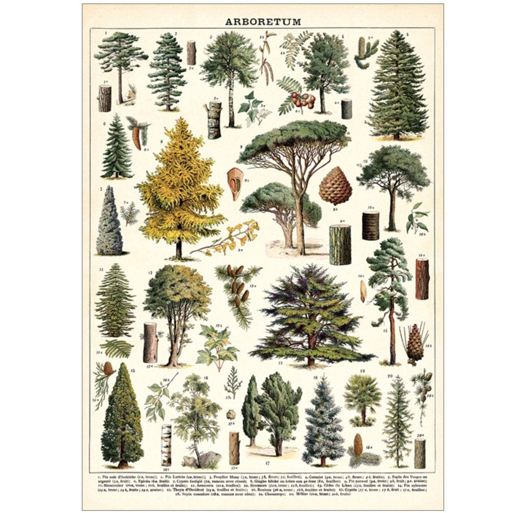 Botanical poster of different tree species