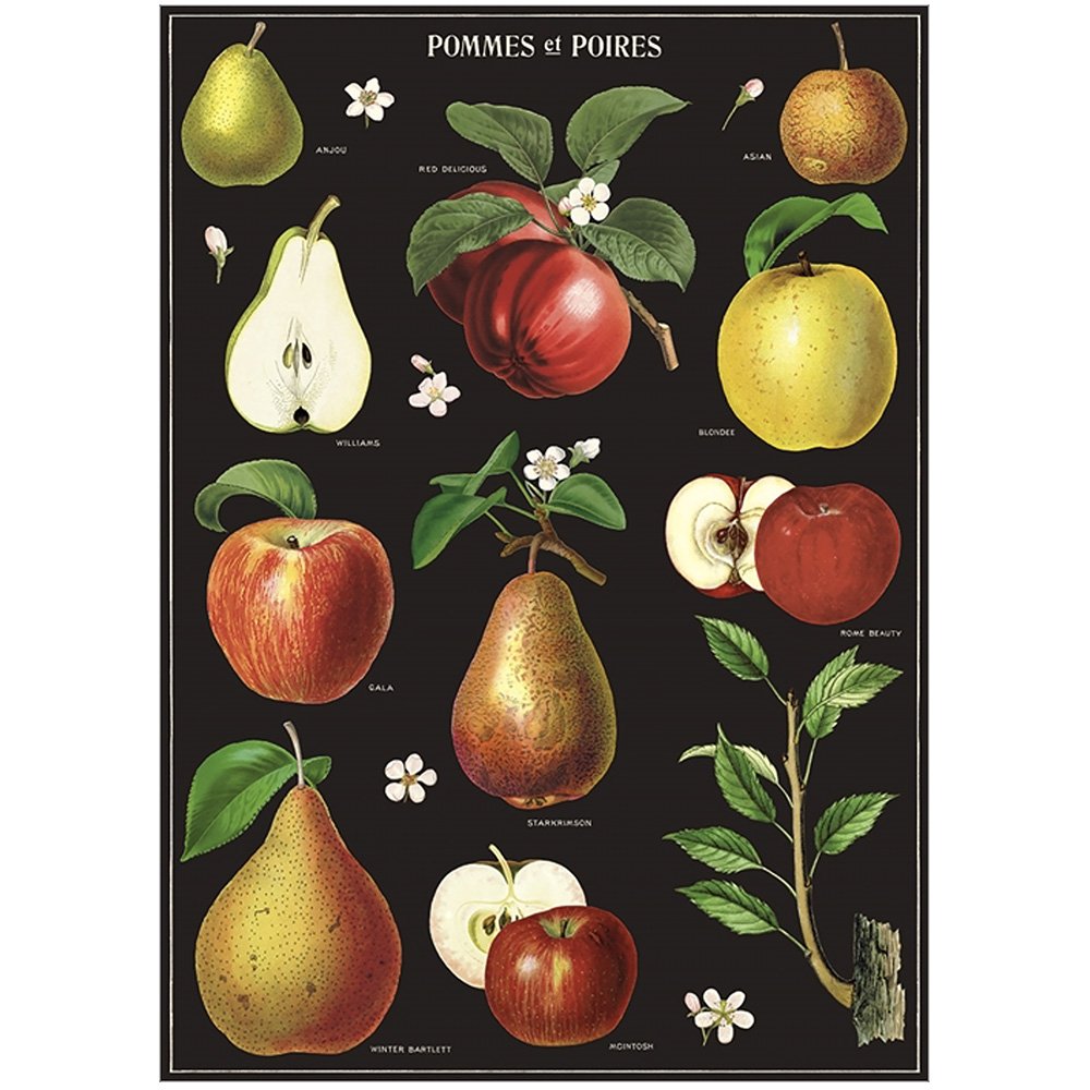 Vintage Botanical Style Poster Featuring Apple and Pears
