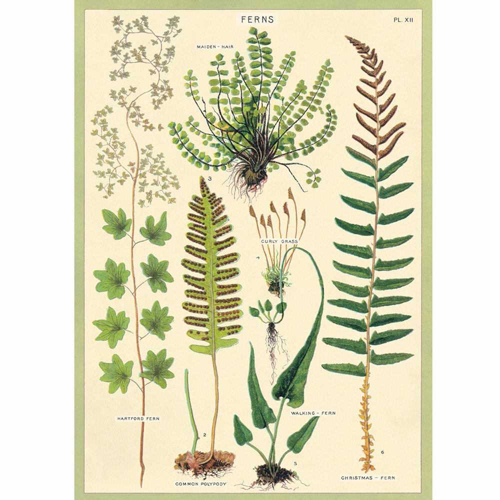 Botanical illustrations of different ferns