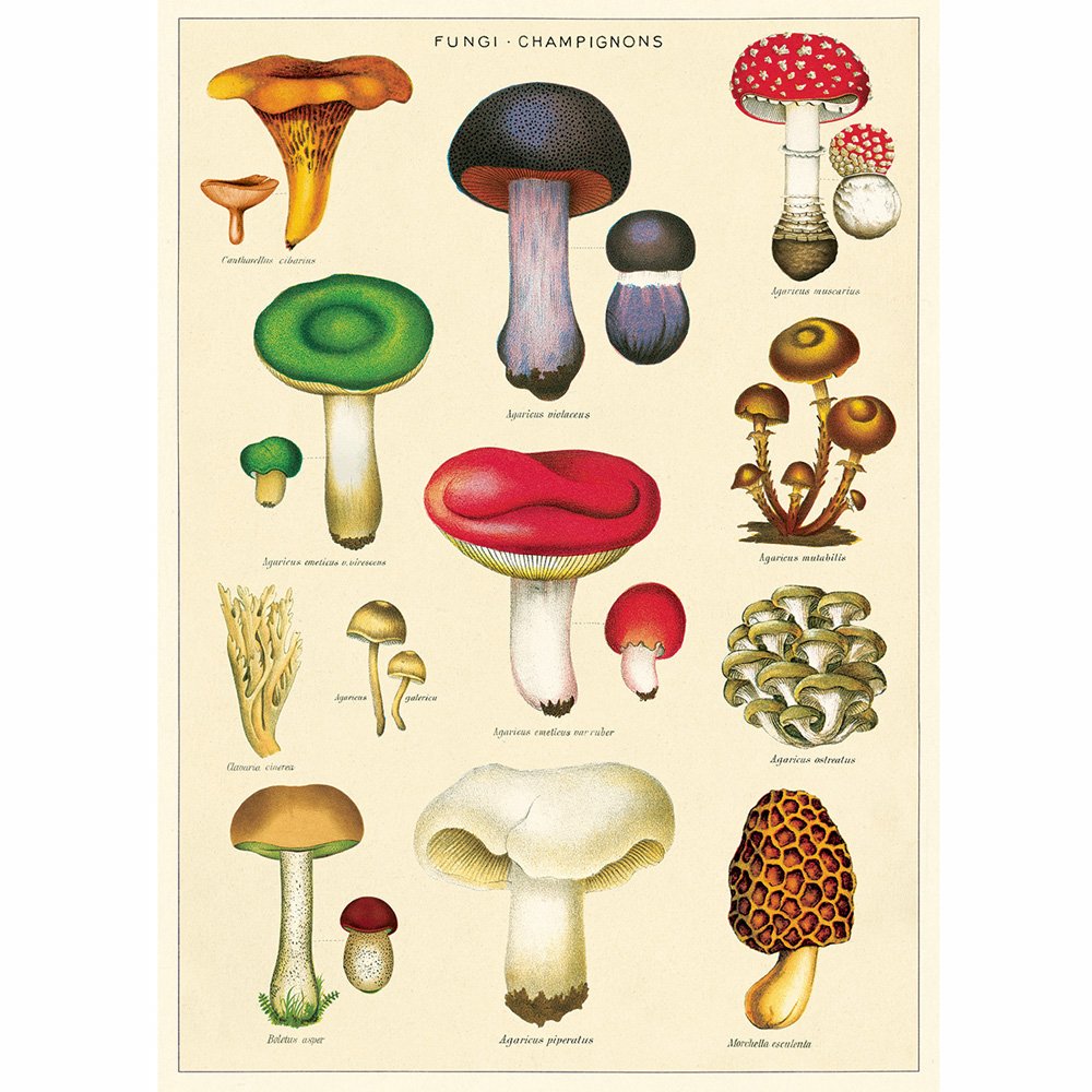 Botanical Poster of Different Fungi