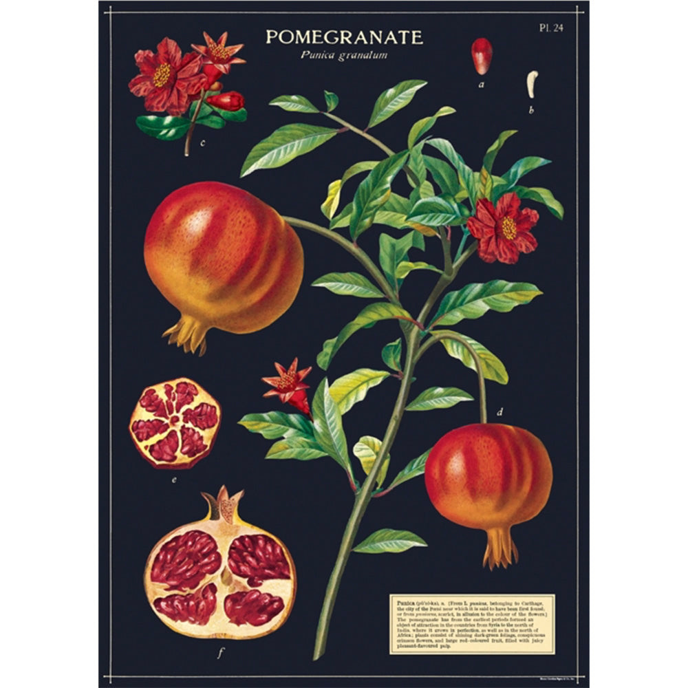Botanical poster of pomegranate fruiting plant