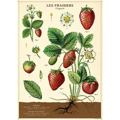 Botanical image of a strawberry plant in fruit