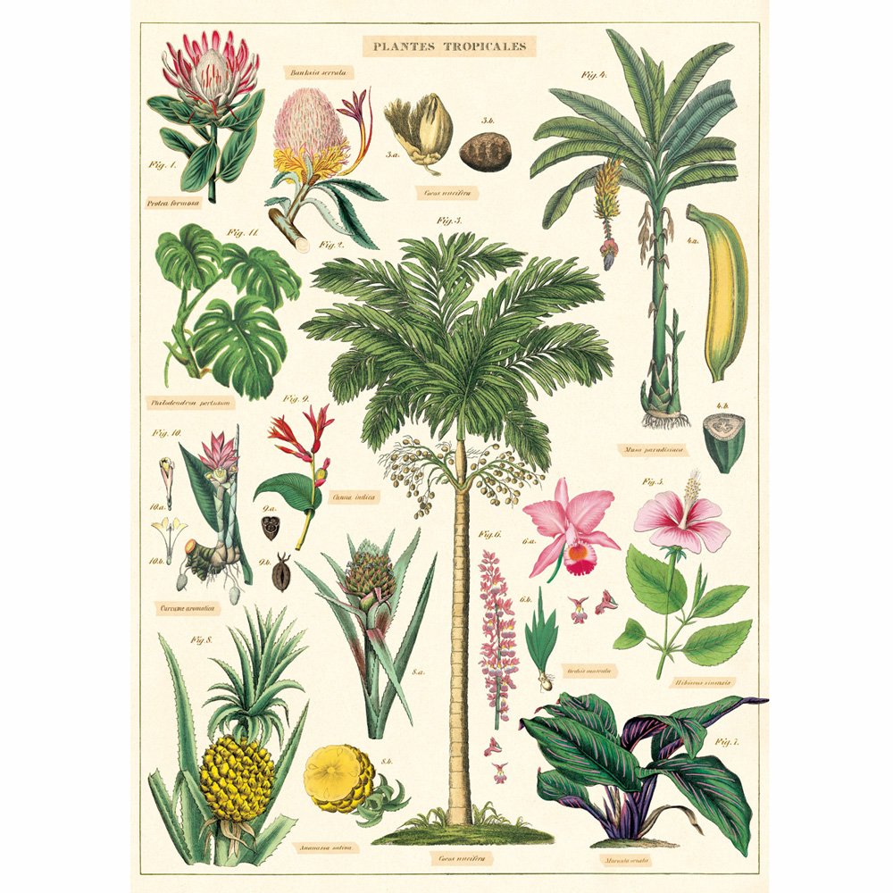Botanical study of tropical plants and flowers