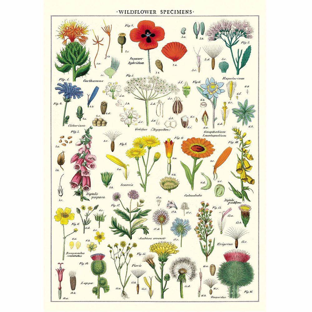 Botanical study of different wild flowers and seeds