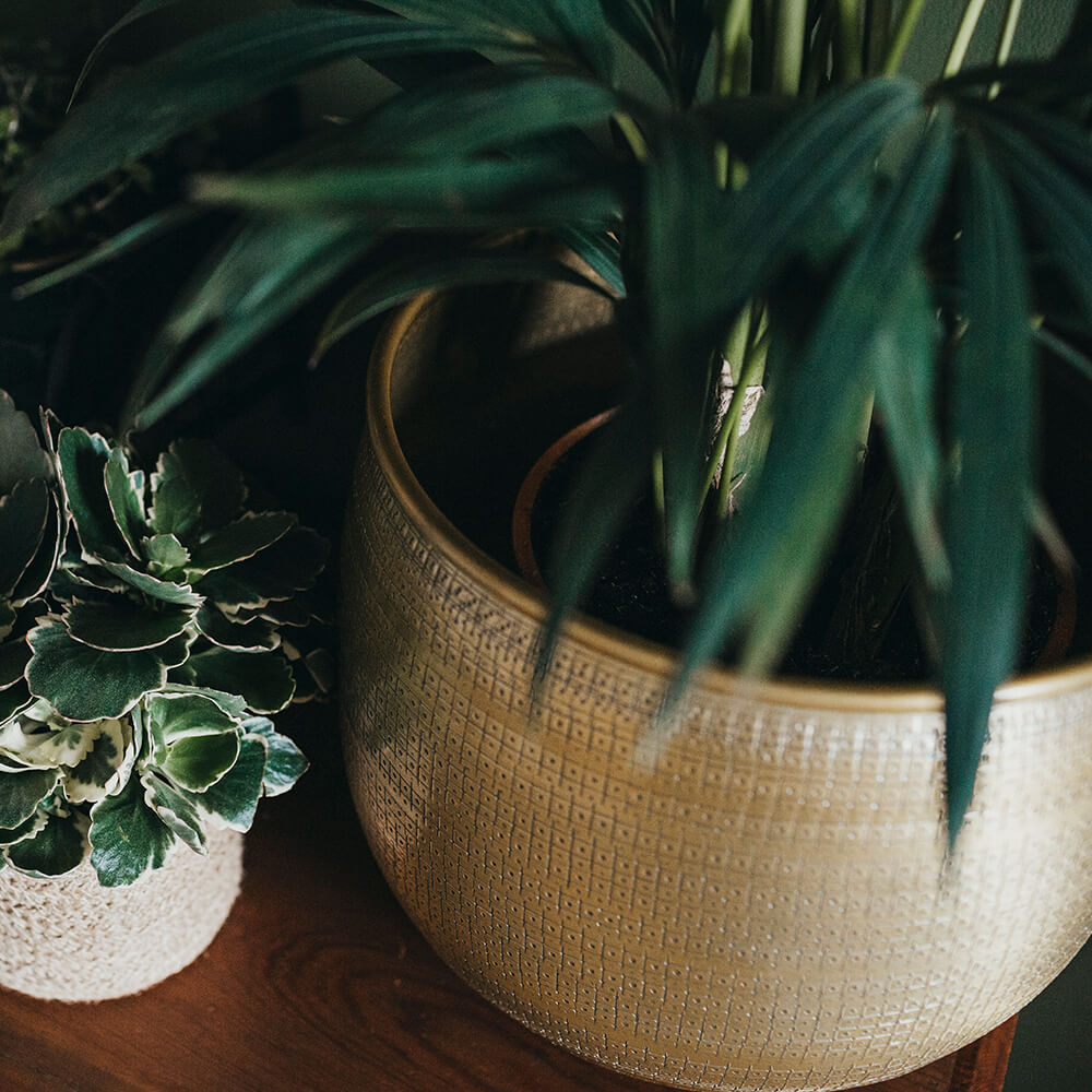 Tembessi brass planters in three sizes seen with palm plants