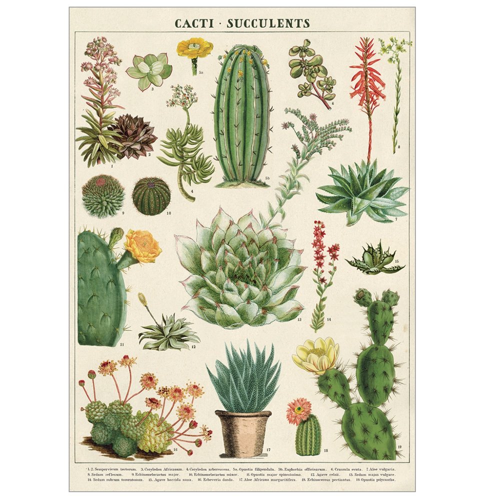 Botanical Style Cacti and Succulent Poster
