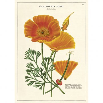 Botanical illustrations of a orange poppy