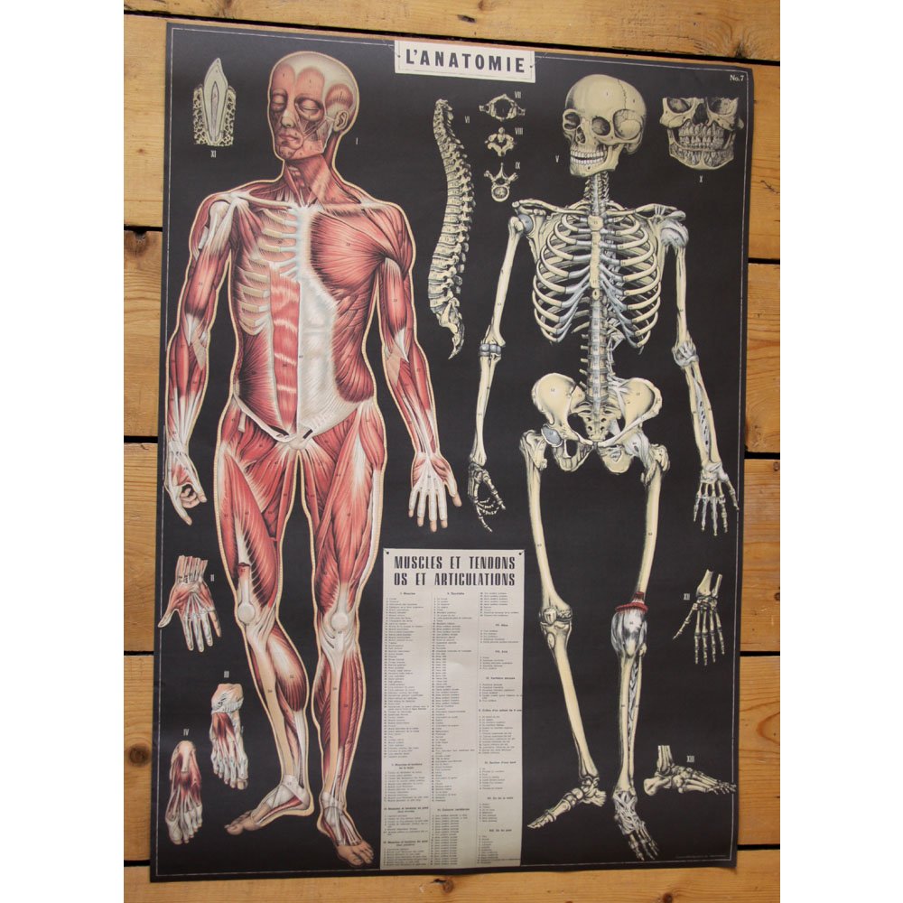 Scientific Poster | Anatomy Poster | Anatomy Chart