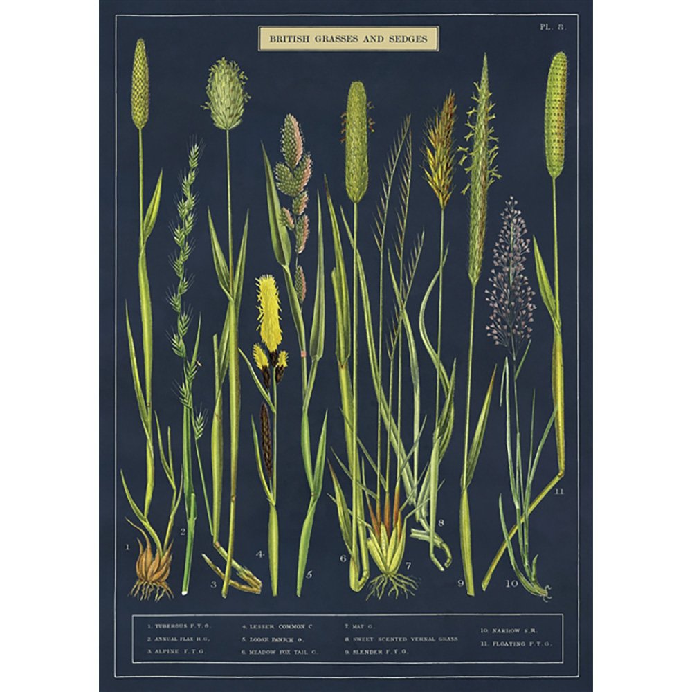 Botanical poster of grasses on dark background
