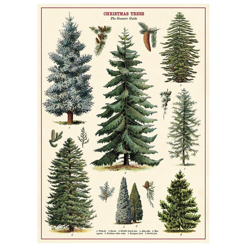 Different illustrated Christmas tree species