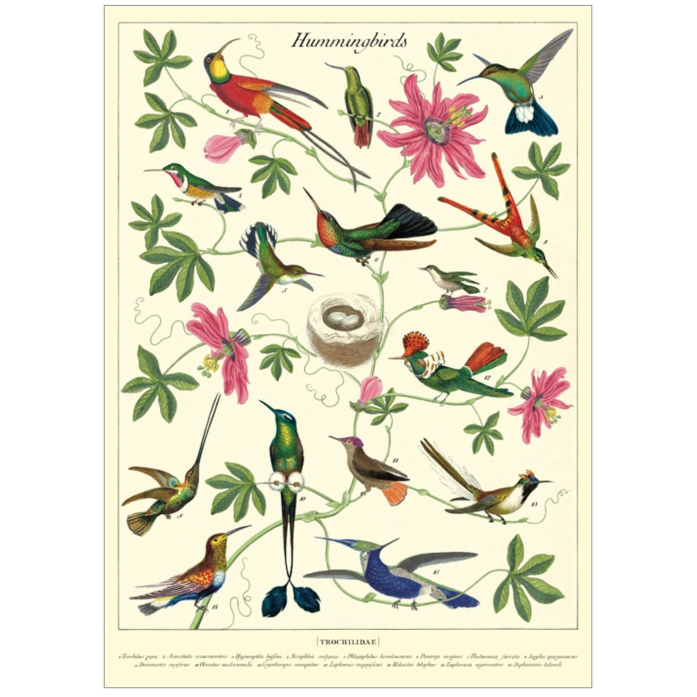 Hummingbirds Poster wrap sheet design