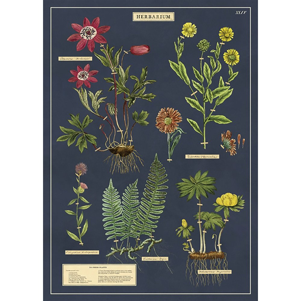 Botanical herb poster with dark background