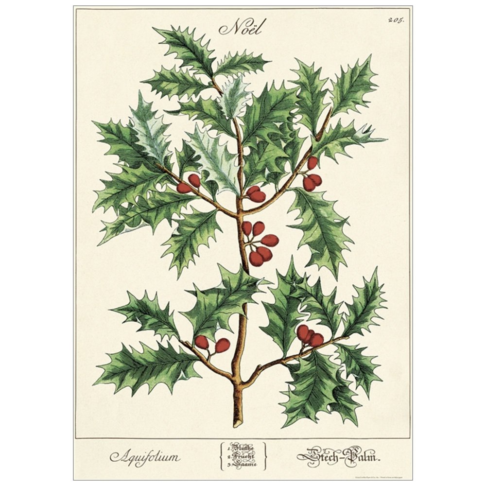Botanical Illustration of Holly