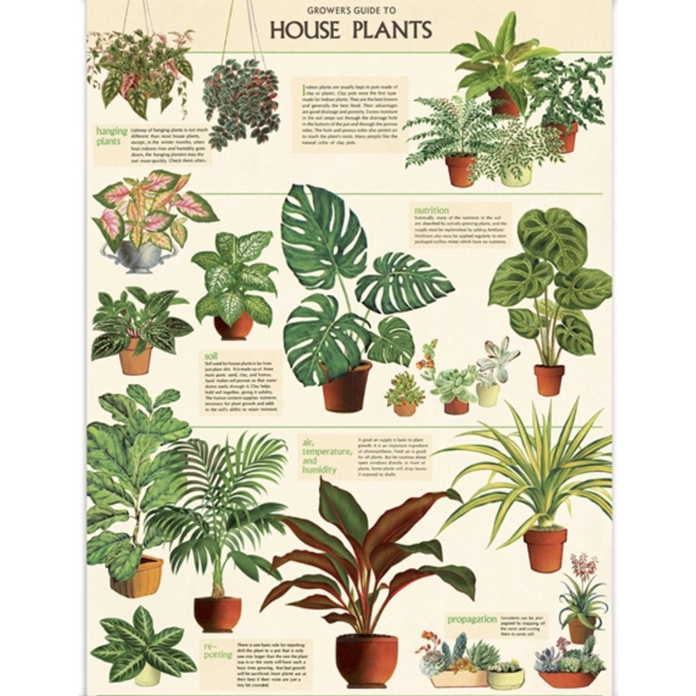 Poster of different house plants