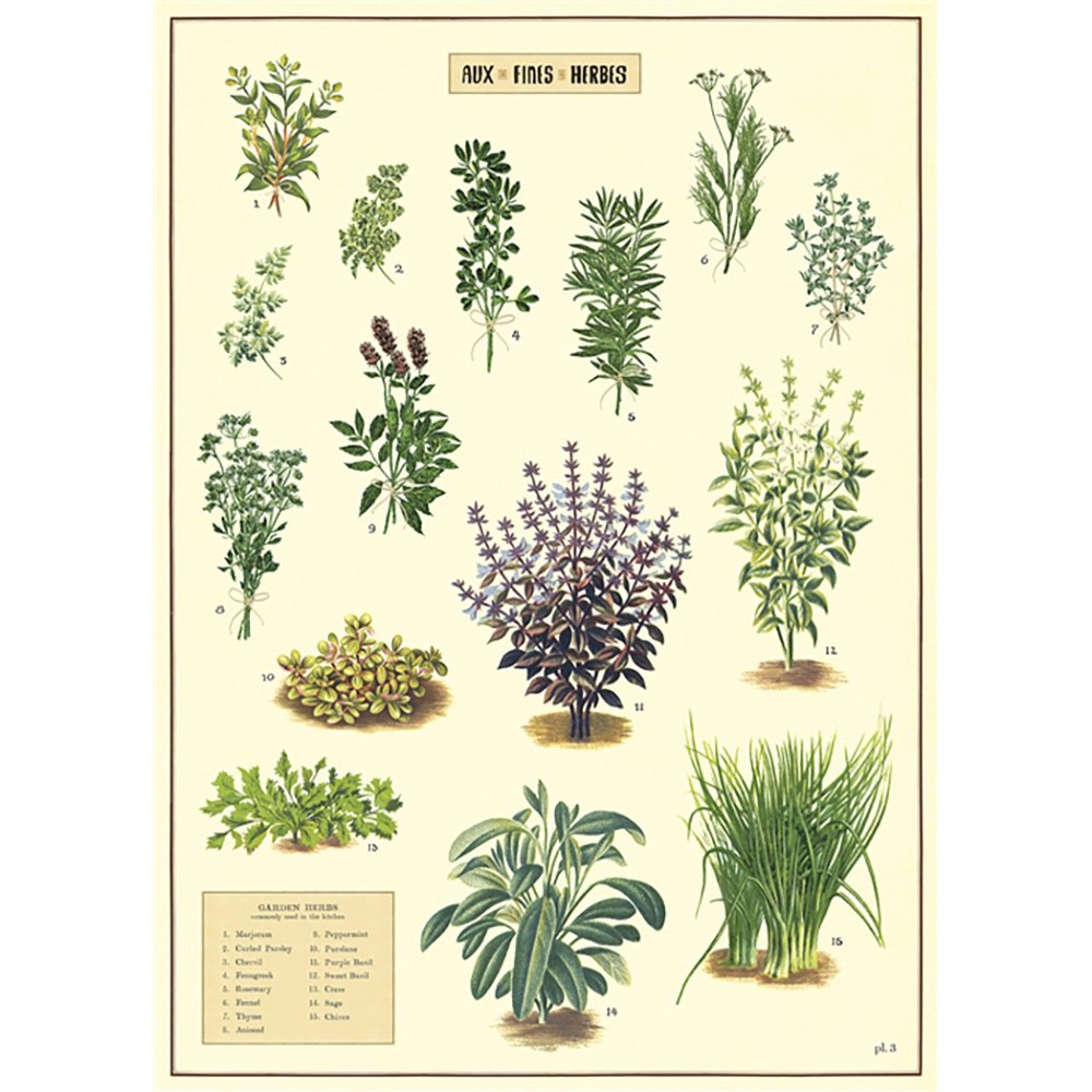 Botanical illustrations of kitchen herbs