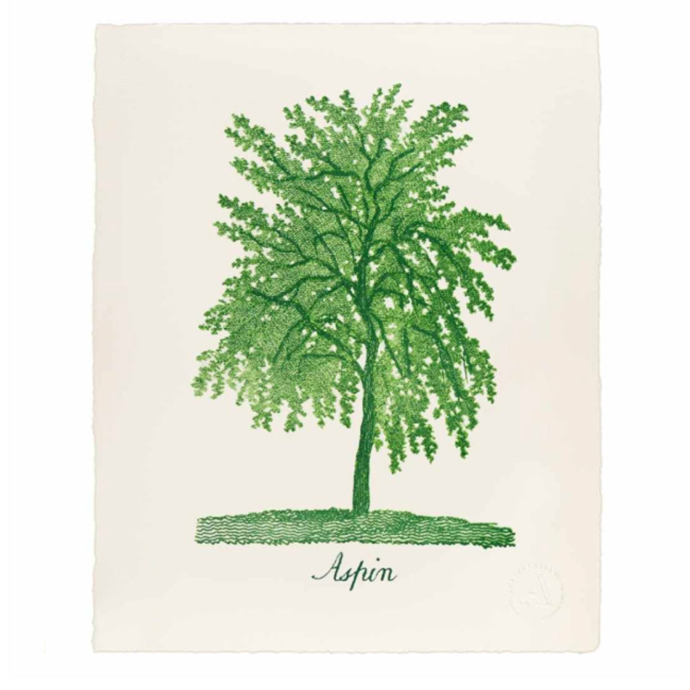 Letterpress vintage print of an aspin tree in green and white