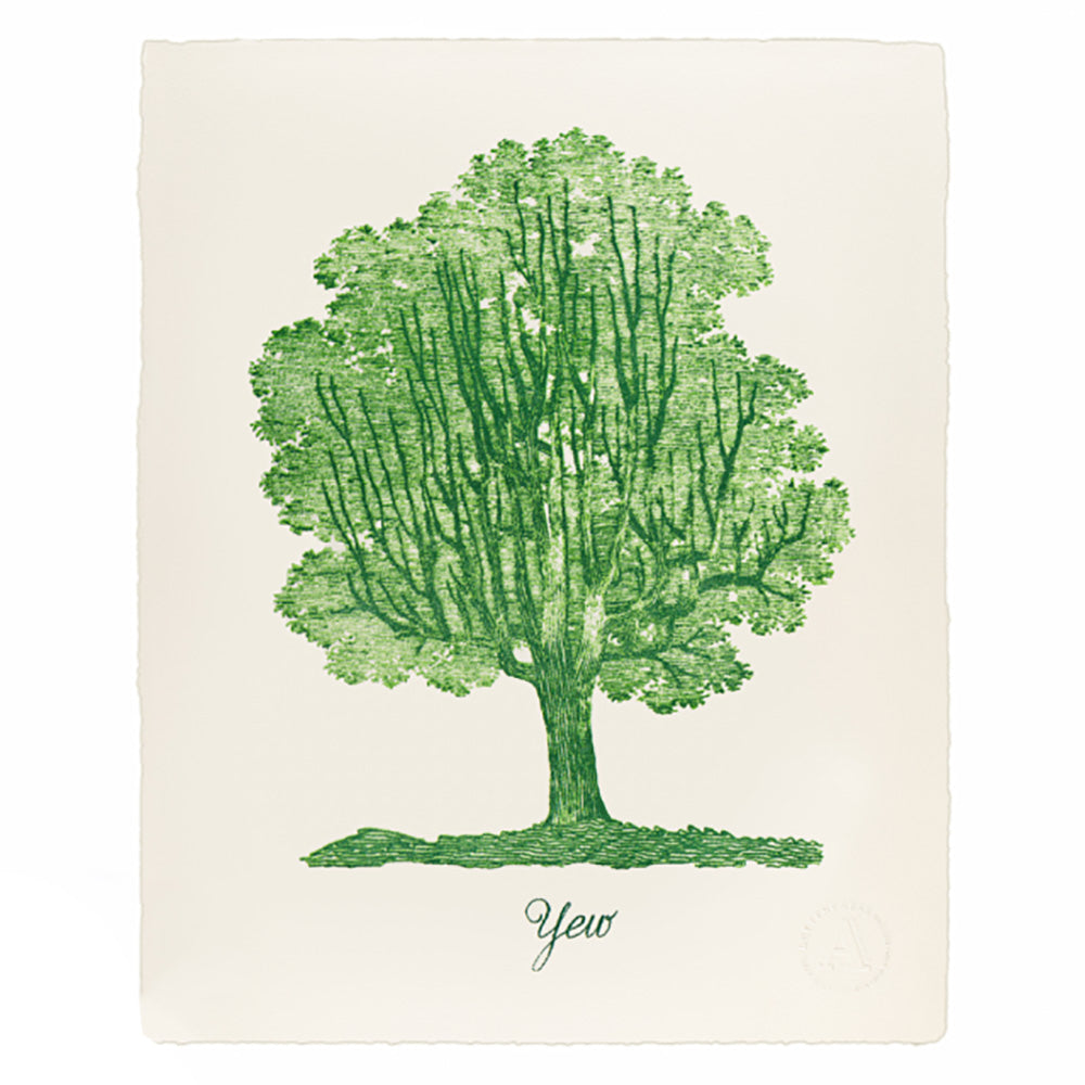 Letterpress vintage print of a yew tree in green and white