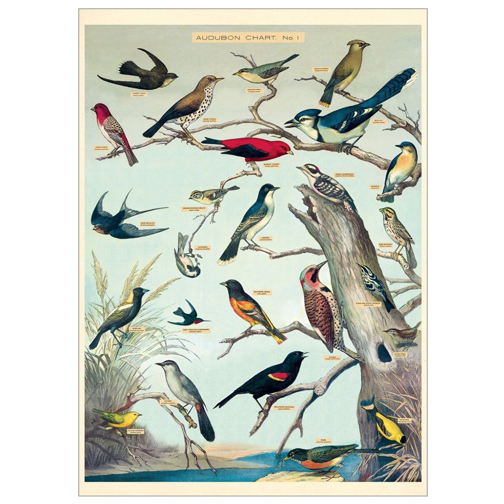 Natural History Poster of Bird Species
