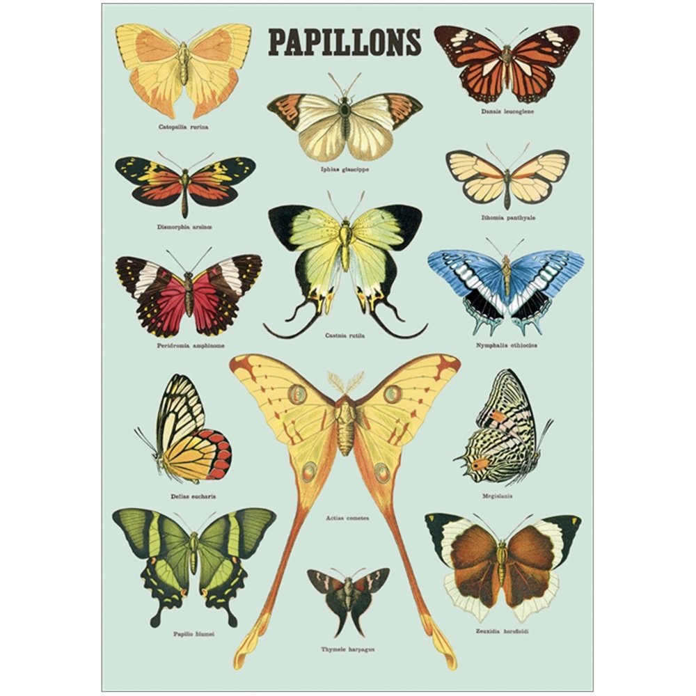 Natural history butterflies on pale blue background
