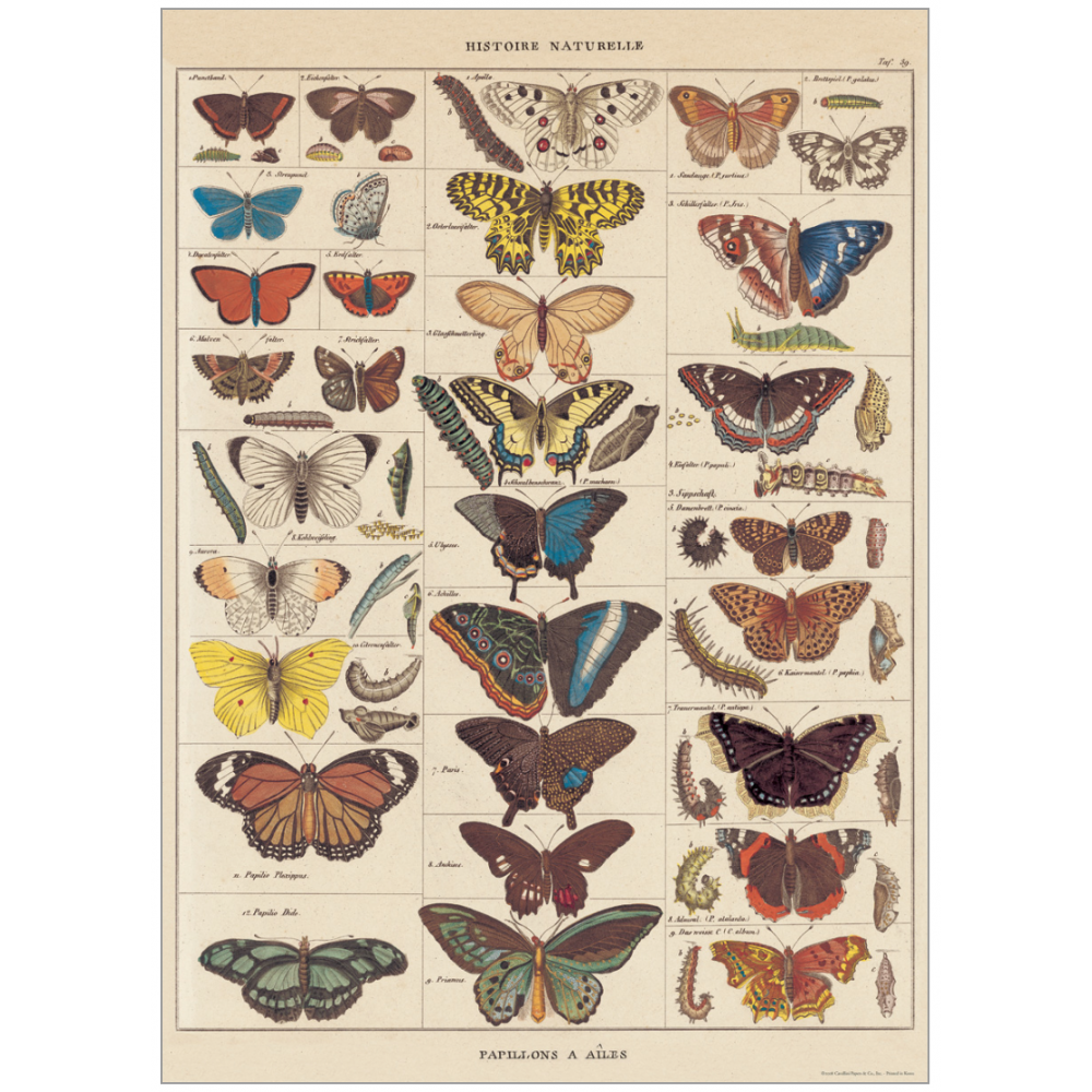 Natural History Poster of different butterflies