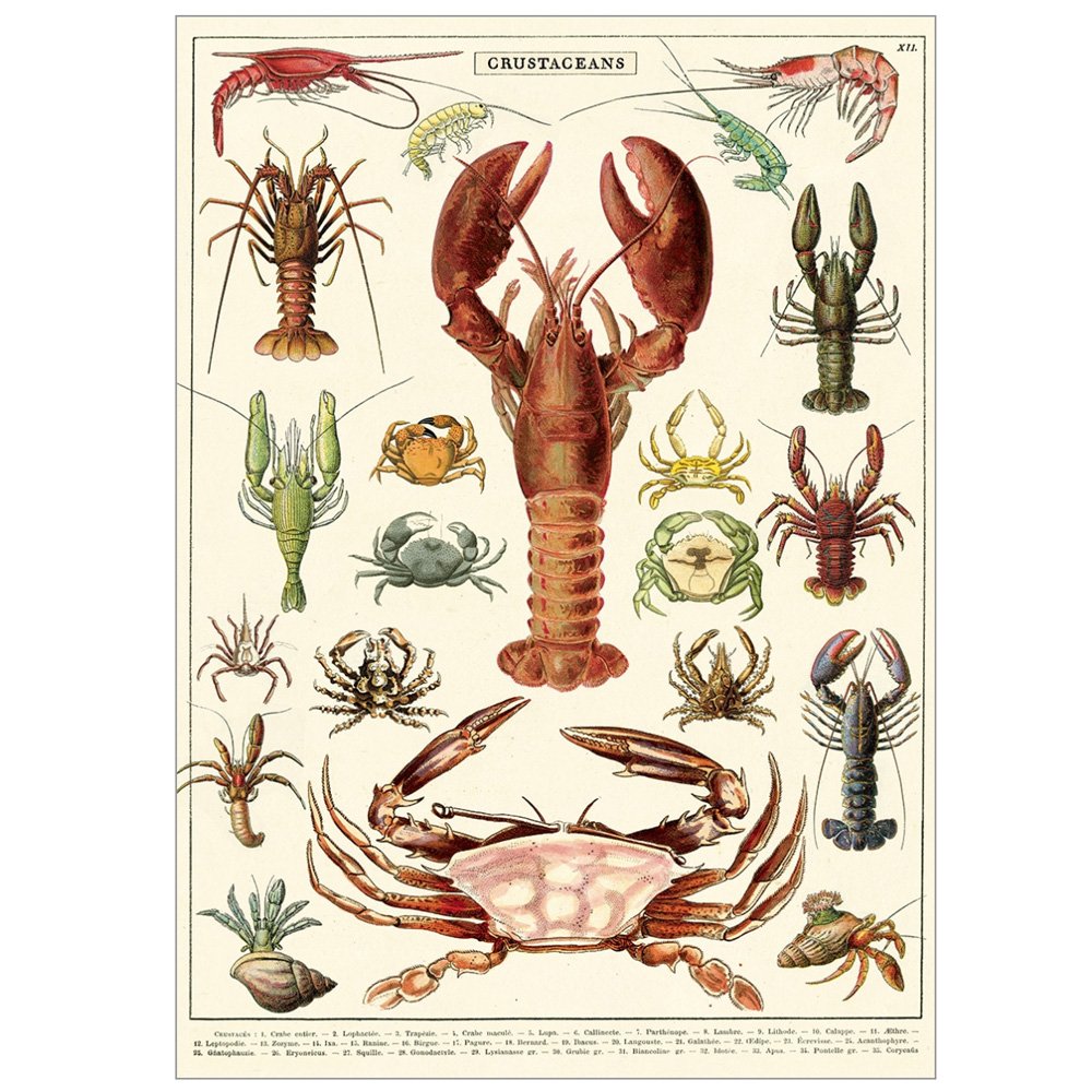 Natural History Poster of Crustaceans