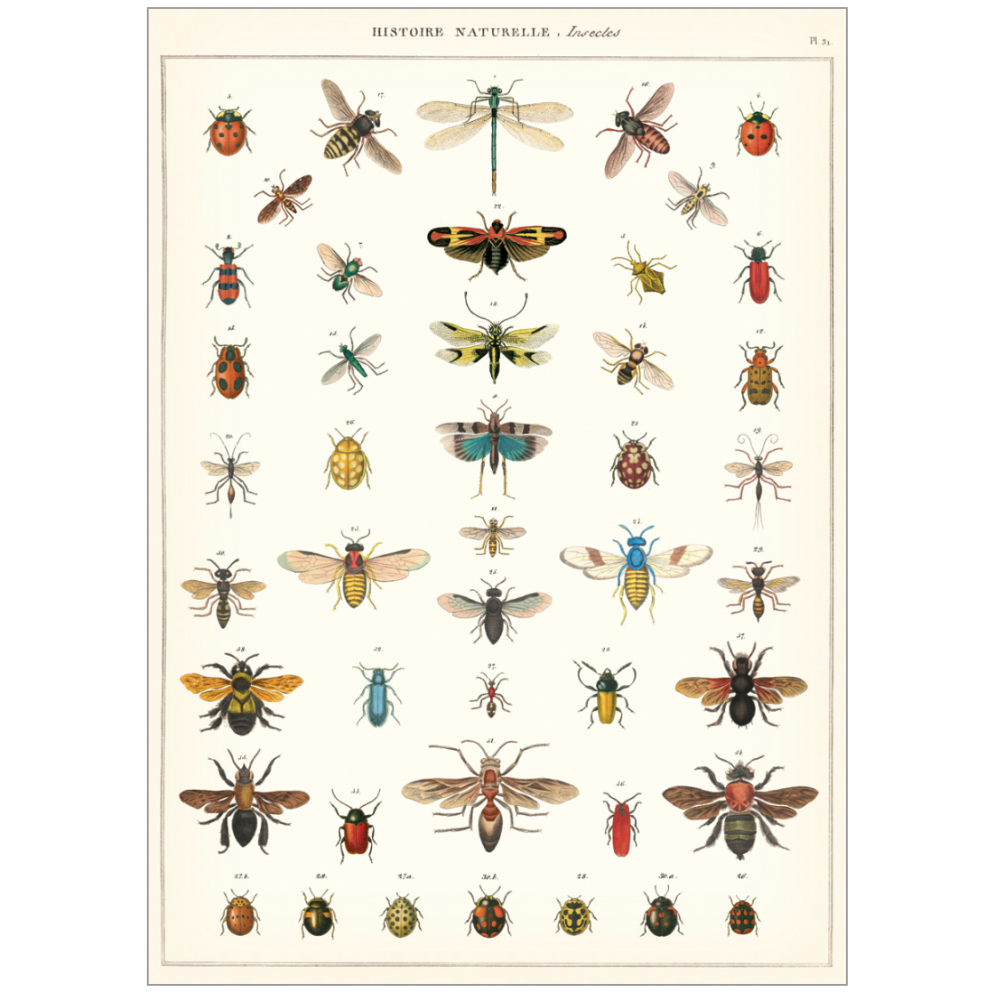 Natural history insects poster