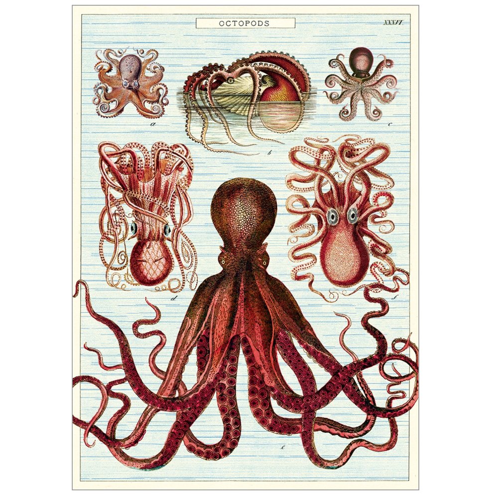 Natural history illustrations of octopus on blue background