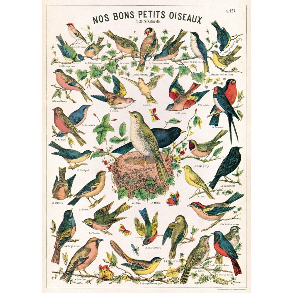 Natural History Poster of Bird Species