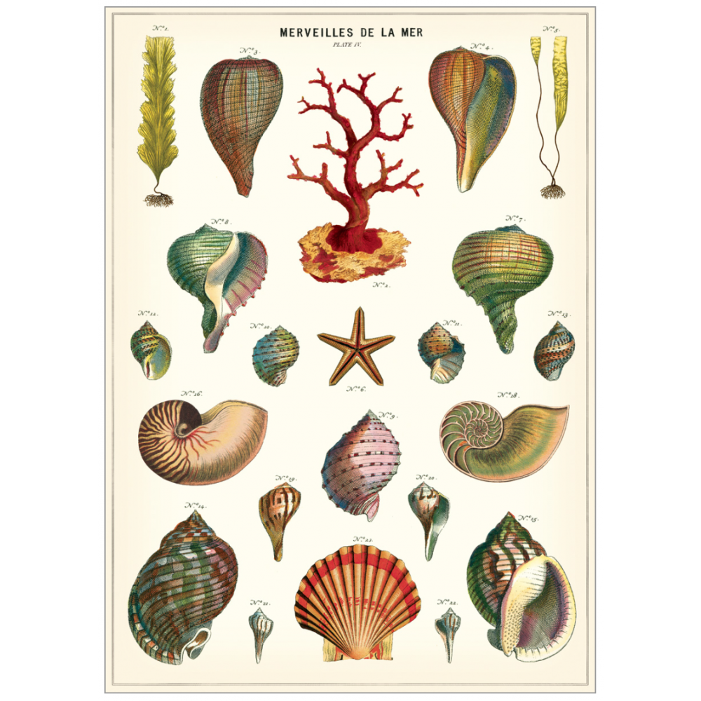 Vintage illustrations of different sea shells and coral
