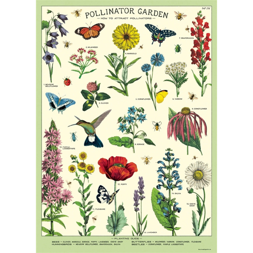 Botanical poster of pollinating plants, birds and insects
