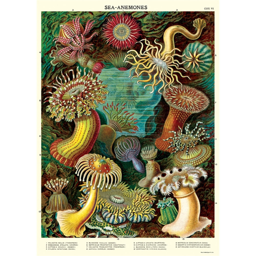 Vintage style natural history poster of sea anemones