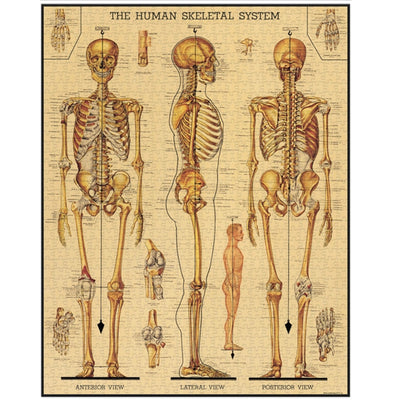 Skeletal System 1000 Piece Poster