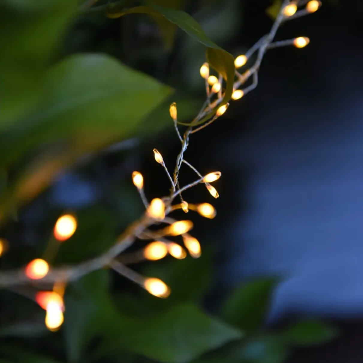 detail of silver cluster led lights lit outdoors within foliage